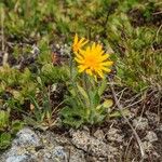 Hieracium alpinum Kvet