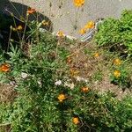 Cosmos sulphureus Habit