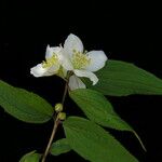 Philadelphus tomentosus Hábito