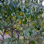 Cercis chinensis Staniste