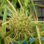 Oenanthe aquatica Flower