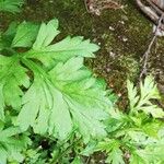 Artemisia vulgaris Leaf