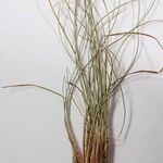 Carex cercostachys Άλλα