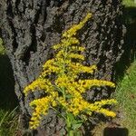 Solidago canadensisFlors