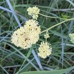 Thalictrum lucidumFlower