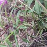 Agalinis genistifolia Φύλλο