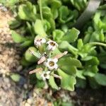 Adromischus cristatus 花