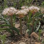 Allium anceps Цветок