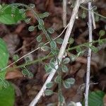 Circaea lutetiana Fruit
