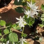 Jasminum multiflorum Folha