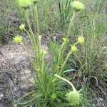 Marshallia caespitosa Habit