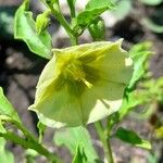 Physalis viscosa Blüte