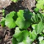 Ranunculus cortusifolius Leaf