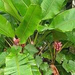 Musa velutina Fruto
