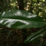 Rhabdodendron amazonicum Frunză