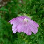 Malva alcea Flower