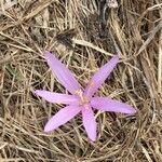 Colchicum bulbocodium Muu