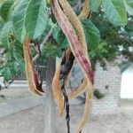 Handroanthus chrysotrichus Vaisius