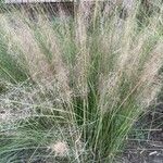 Muhlenbergia capillaris Folla