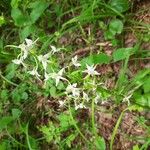 Platanthera bifoliaFlors