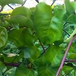 Anredera cordifolia Folha