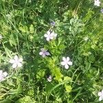 Geranium asphodeloides Blüte