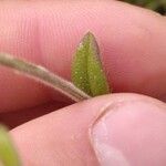 Cerastium semidecandrum Foglia