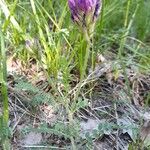 Astragalus hypoglottis Habitus