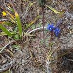 Gentiana affinis Habit