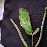 Piper tuberculatum Vrucht