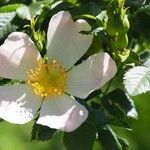 Rosa squarrosa Flor
