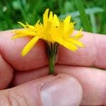 Scorzoneroides helvetica Flower