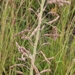 Desmodium canadense Frucht