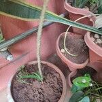 Sauromatum venosum Corteza