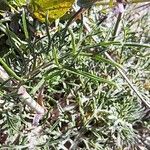 Scabiosa columbaria Blatt