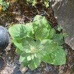 Verbascum phlomoides পাতা