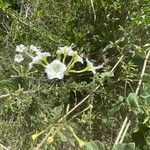 Commicarpus helenae Blüte