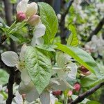 Malus spectabilis পাতা