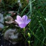 Campanula rotundifolia Blüte