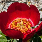 Paeonia peregrina Цвят