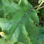 Solanum stramoniifolium Lehti