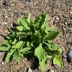 Salvia × sylvestrisList