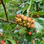 Crataegus persimilis Плід