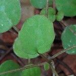 Fuchsia procumbens List