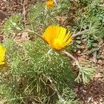 Cladanthus arabicus Hoja