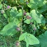 Arctium minusফুল