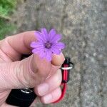 Geranium pyrenaicumŽiedas