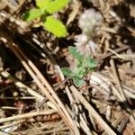 Trifolium arvense Blatt