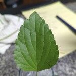 Salvia farinacea Φύλλο