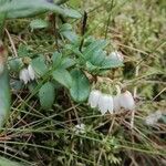 Vaccinium vitis-idaea Hábito